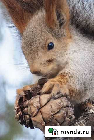 Белка домашняя Королев - изображение 1