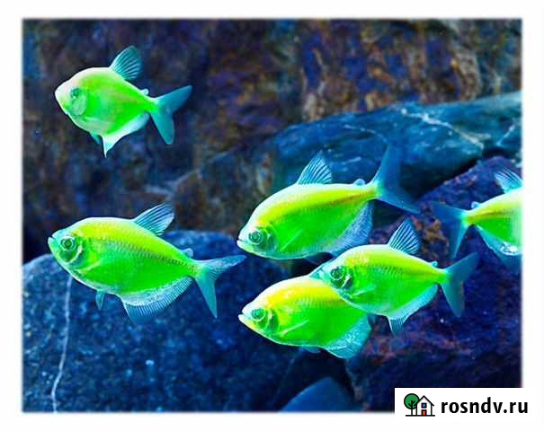 Лучший выбор аквариумных рыбок и все для их содерж Батайск - изображение 1