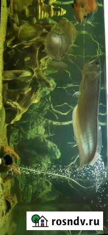 Араванна Мичуринск - изображение 1