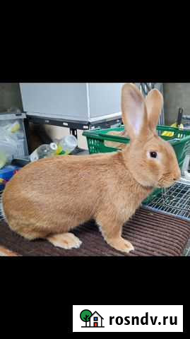 Кролики новозеландские Нзб, Бургундские Набережные Челны - изображение 1