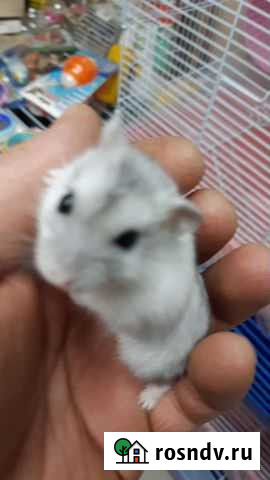 Хомячки 4 недели Красноярск - изображение 1