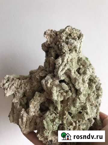 Коралл для аквариума Брянск - изображение 1