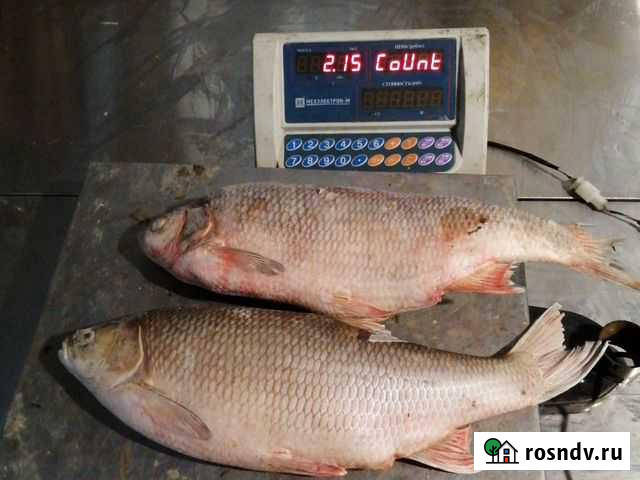 Язь Сургут - изображение 1