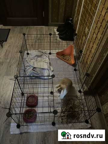 Отдам бесплатно кролика Москва - изображение 1