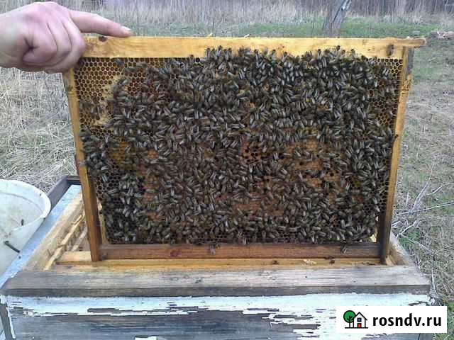 Пчелосемьи среднерусской породы Мещовск - изображение 1
