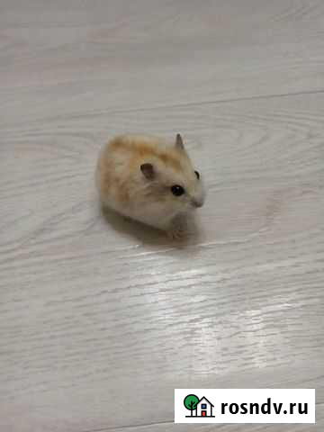 Джунгарский хомяк бесплатно Томск - изображение 1