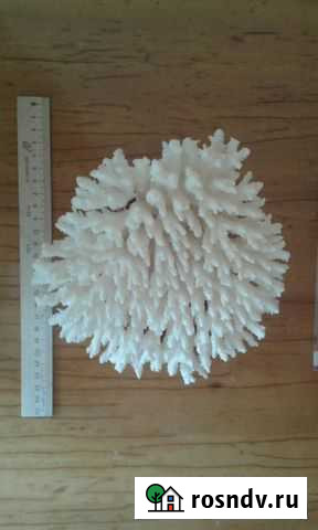 Коралл Столовый table Ижевск - изображение 1