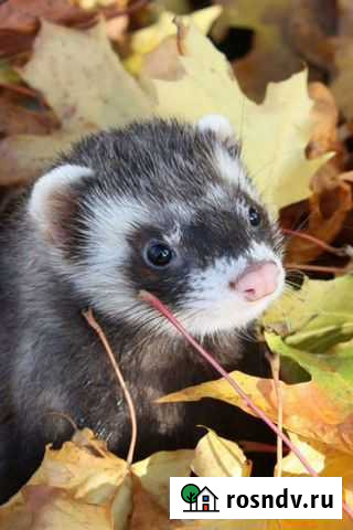 Хоречки малыши Красноярск - изображение 1