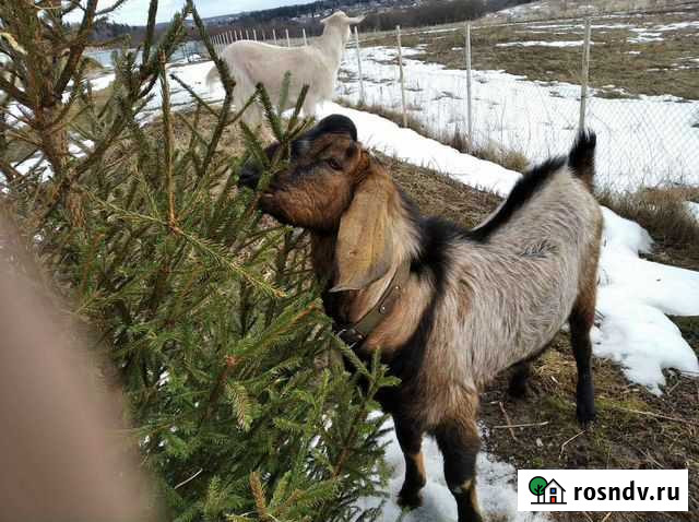 Нубийский козел Мытищи - изображение 1
