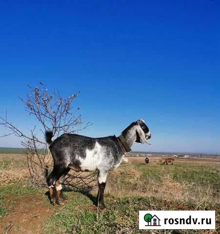 Нубийские козлы на случку Феодосия - изображение 1