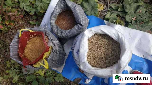 Лен, чечевица зелёная, расторопша для зож и сыроед Рязань - изображение 1