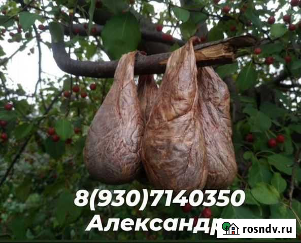 Б. о. б. р. о. в. а. я. С. т. р. у. я Арзамас - изображение 1