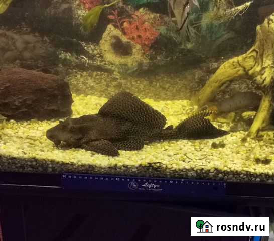 Птеригоплихт сом около 35 см Токсово - изображение 1