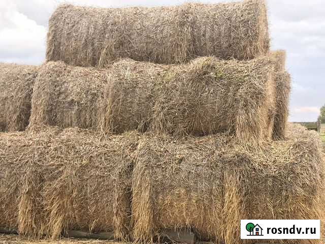 Солома ячменная в тюках Городовиковск - изображение 1