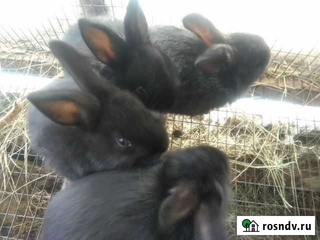 Продаю кроликов Серафимович - изображение 1