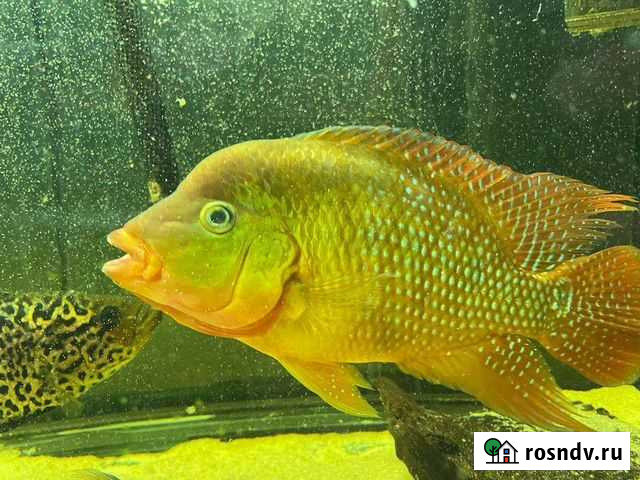 Фесты пара Ростов-на-Дону - изображение 1