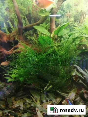 Мох явайский Курск - изображение 1