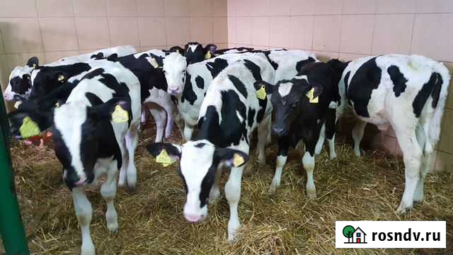 Отборные бычки, телята, телочки Архангельское - изображение 1