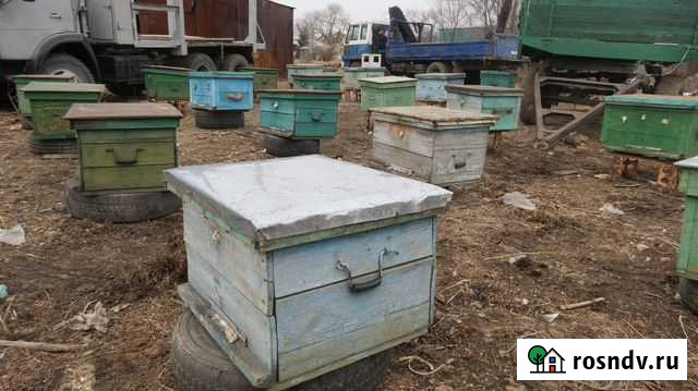 Мёд, ульи с пчёлами Благовещенск - изображение 1