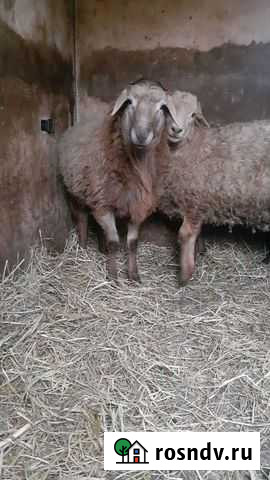 Овцы бараны ягнята Камень-на-Оби - изображение 1