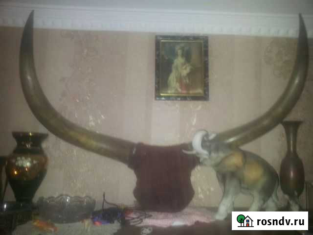 Продам рога Алушта - изображение 1