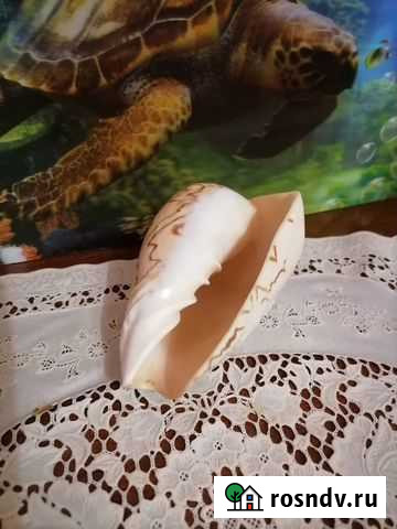 Морские раковины Ульяновск - изображение 1