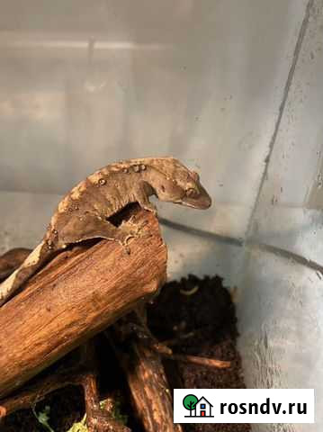 Бананоед Санкт-Петербург - изображение 1