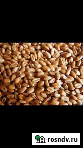 Ячмень, пшеница, кукуруза Полтавская - изображение 1