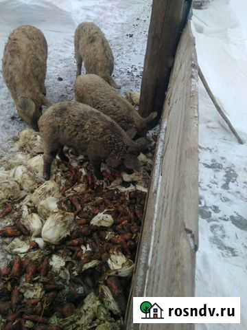 Мангалица кабанчик Оренбург - изображение 1