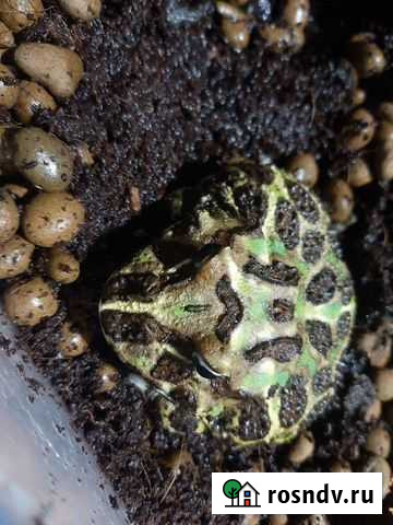 Украшенная рогатка(лягушка) Курск - изображение 1