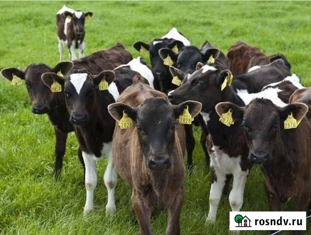 Холмогорские бык4ки Кушнаренково - изображение 1