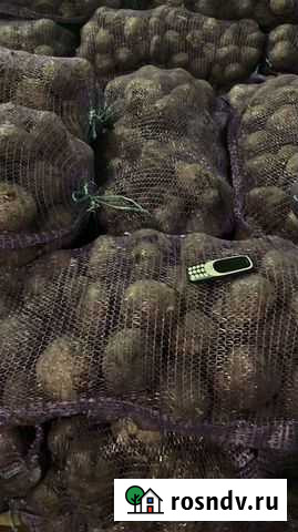 Свекла столовая Богданович - изображение 1