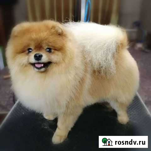 Стрижка собак. Грумер. м.Дмитровская Москва - изображение 1