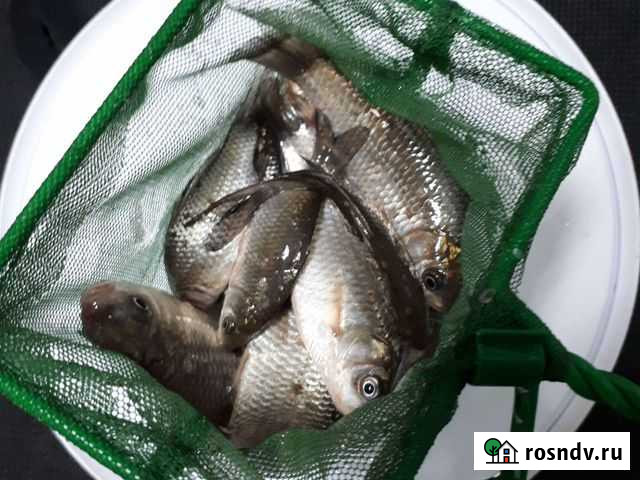 Живец Карась оптом Санкт-Петербург - изображение 1