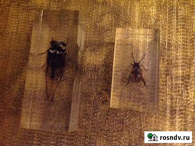 Насекомые в прозрачном пластике для детей Екатеринбург - изображение 1