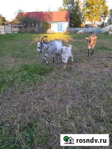 Коза дойная Волосово - изображение 1