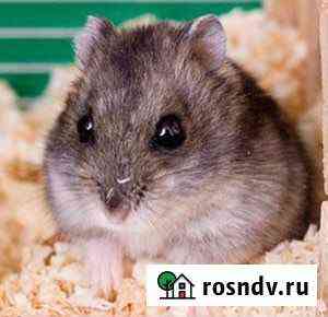 Джунгарский хомяк Майкоп