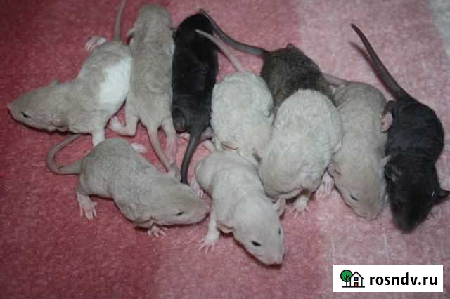 Крысята Пшеничный Бурмиз и др Санкт-Петербург - изображение 1