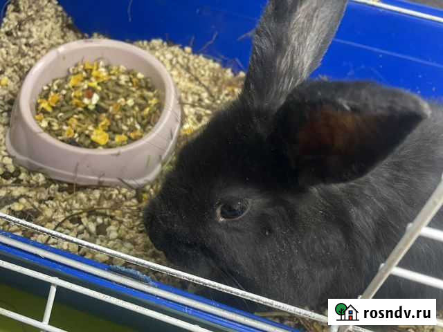 Декоративный кролик Чита - изображение 1