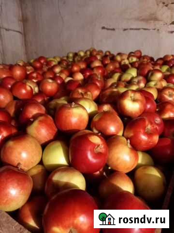 Яблоки айдаред Малка - изображение 1