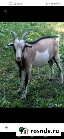 Нубийский козел вязка Белая Глина - изображение 1