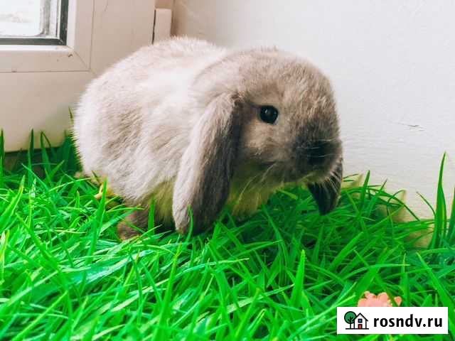 Мини Карликовый кролик (Редкий королевский) Москва - изображение 1