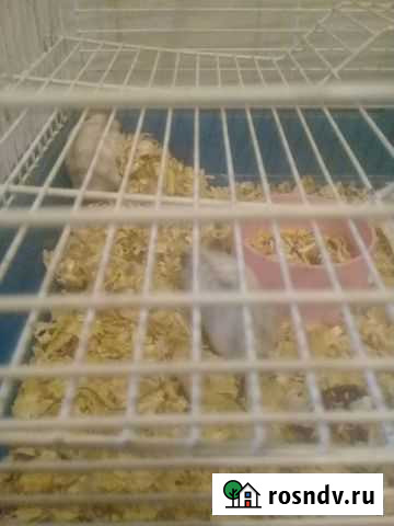 Джунгарики Астрахань - изображение 1