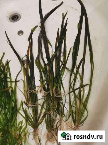 Валлиснерия Благовещенск - изображение 1