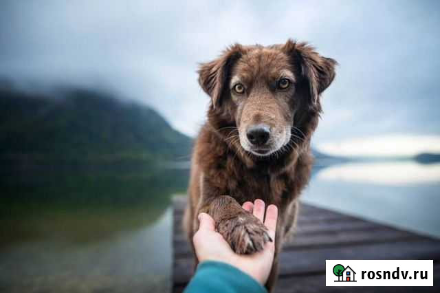 Собеседник друг на час / психологическая помощь Москва - изображение 1