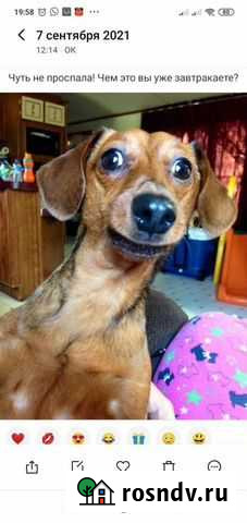 Клемение собак Курск - изображение 1