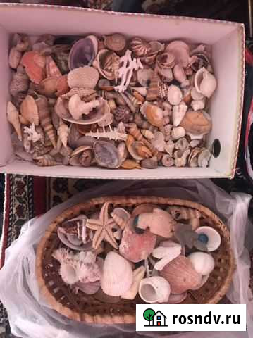 Ракушки, улитки, моллюски для аквариума Чехов - изображение 1