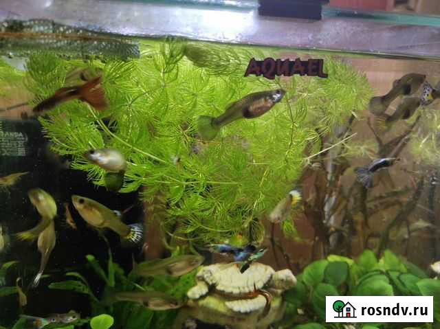 Рыбки гуппи Люберцы - изображение 1