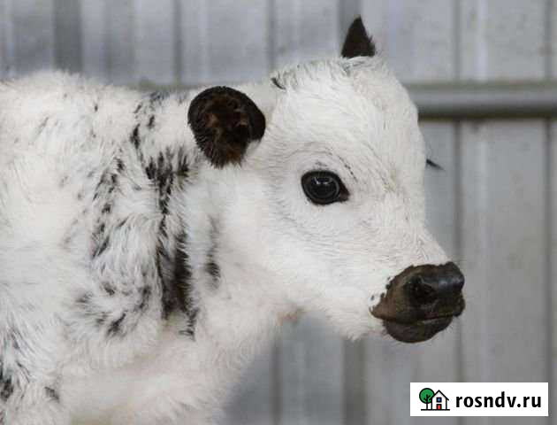 Породистые бычки телята Майский - изображение 1