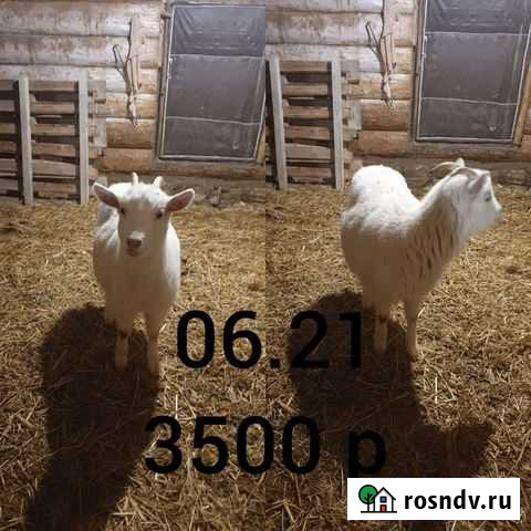 Беременные овцы, Козел и козочки Азнакаево - изображение 1